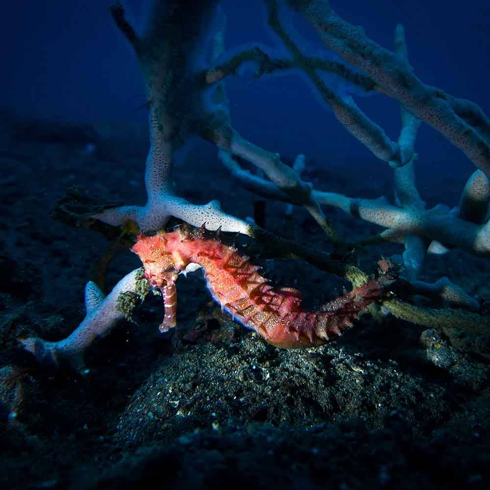 Snoot for SL20 DIVEVOLK