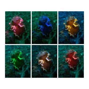 Color filter wheel for SL20 DIVEVOLK snoot