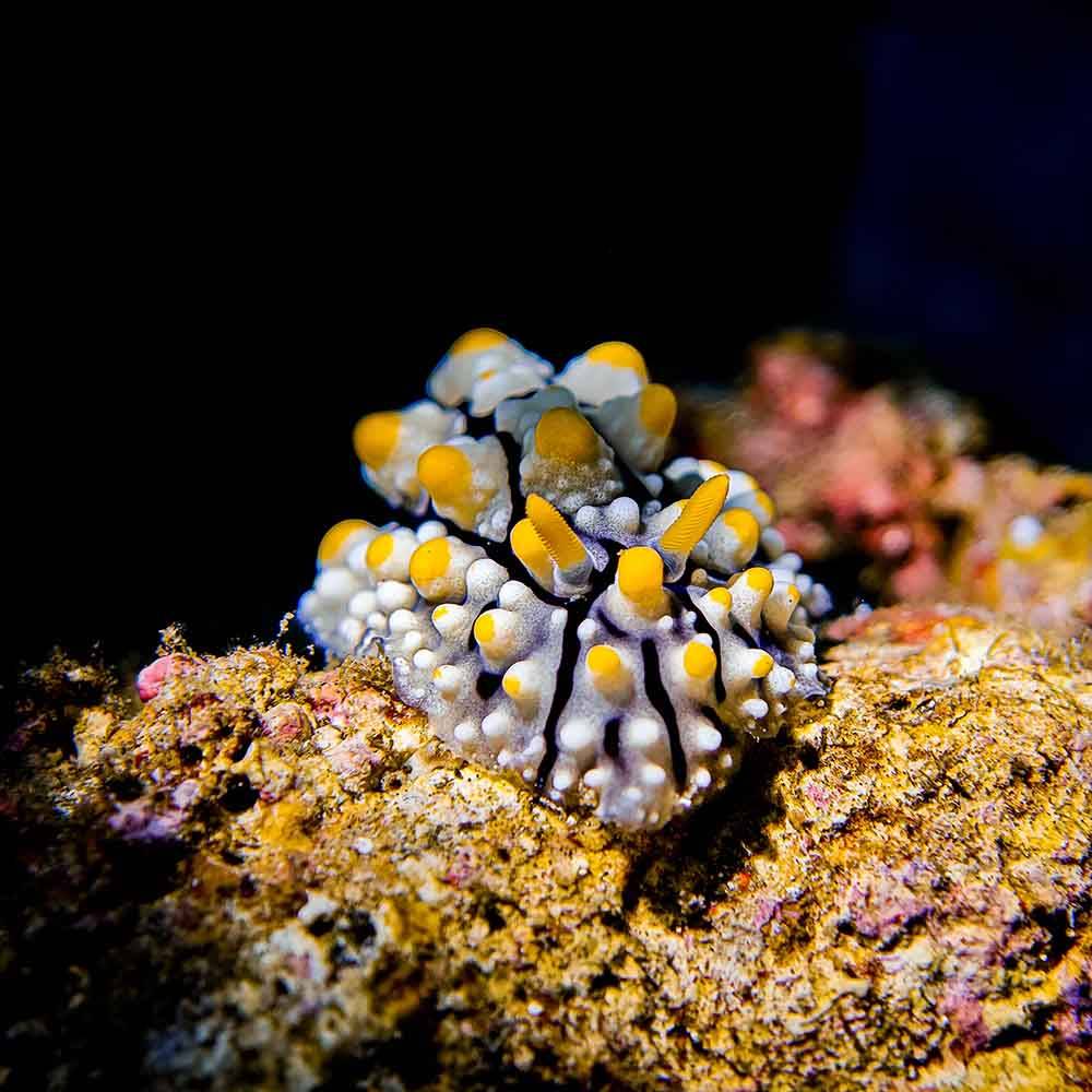 Pack macro avancé SeaTouch 4 Max PLUS DIVEVOLK