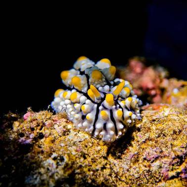 SeaTouch 4 Max PLUS DIVEVOLK Advanced Macro Pack