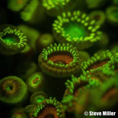 Filtro dicróico IKELITE